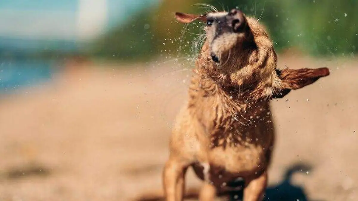 Razones por las que los perros se sacuden